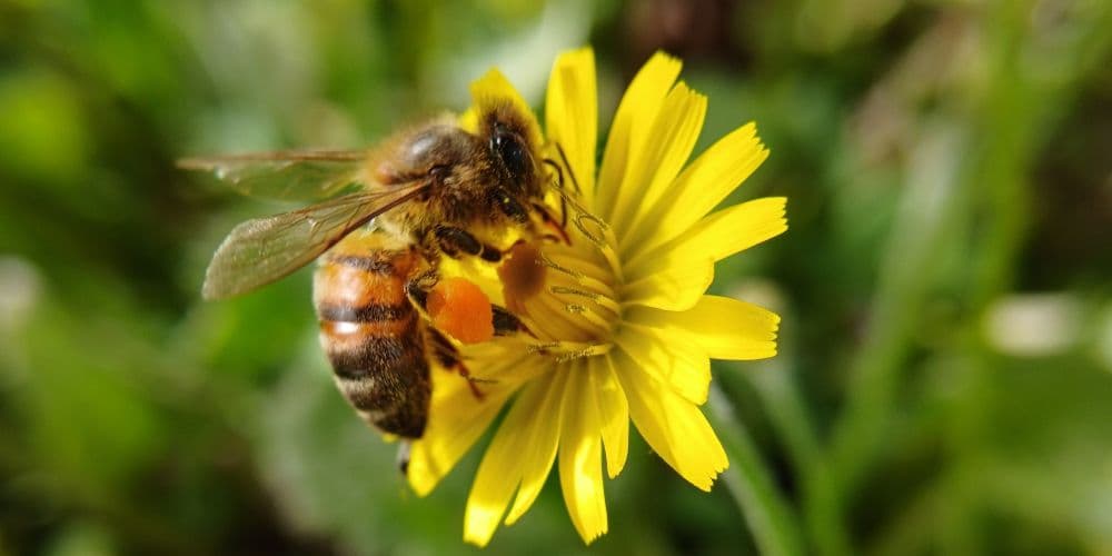 Pest Control Services in San Francisco