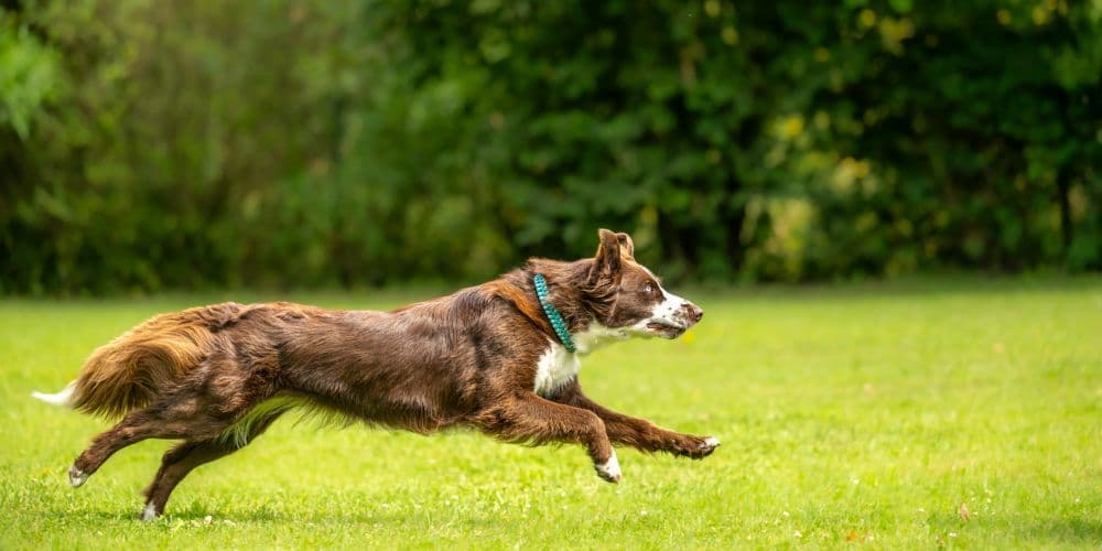 Pet Services in San Francisco